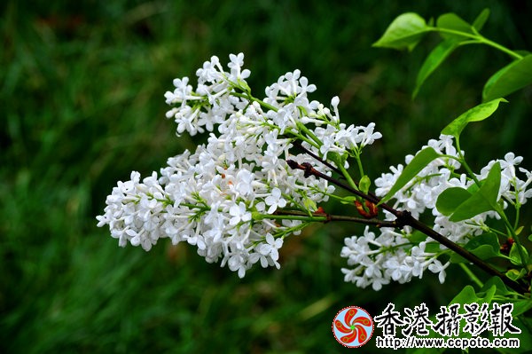 DSC_0165_副本.jpg