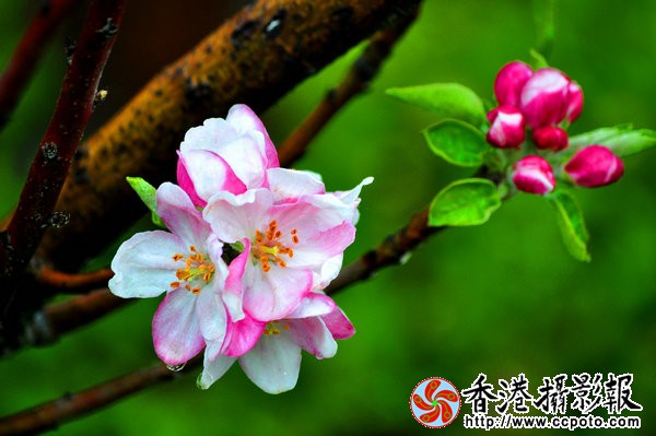 DSC_0132_副本.jpg