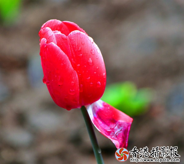 DSC_0111_副本.jpg