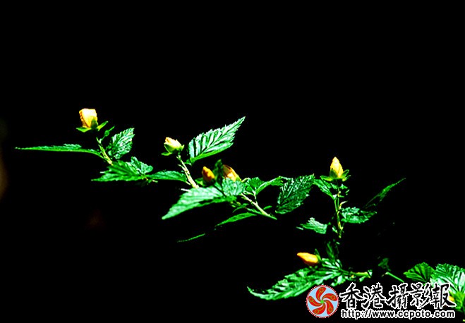 DSC_0323_副本.jpg