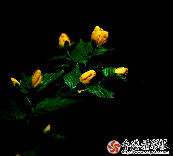 DSC_0326_副本.jpg