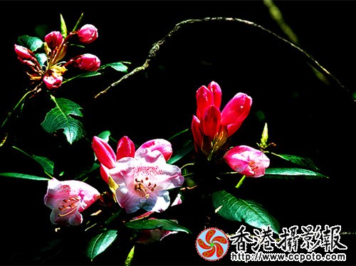 DSC_0362_副本.jpg