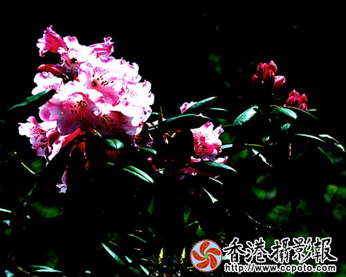 DSC_0392_副本.jpg