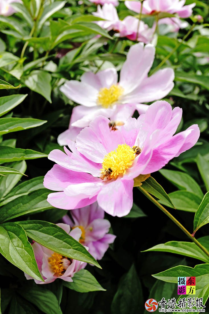 烈日下的芍药花7..jpg