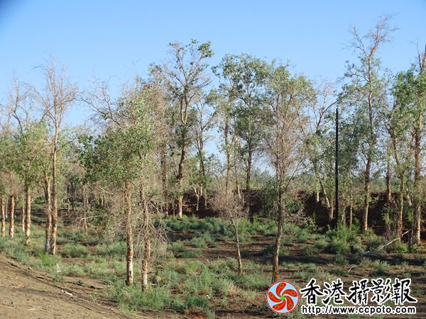 DSC06786_副本600.jpg