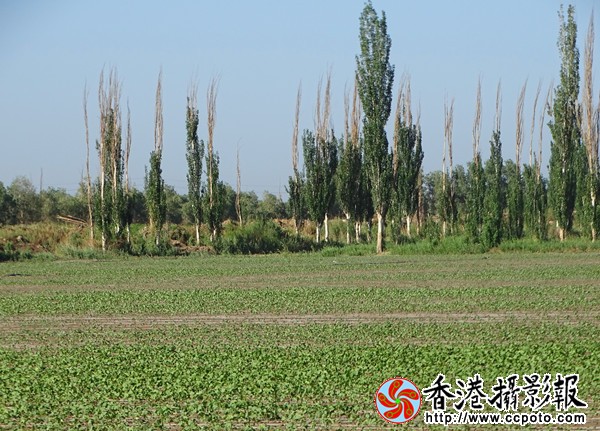 DSC06791_副本8_600.jpg