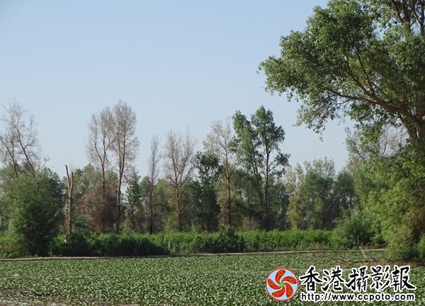 DSC06810_副本8_600.jpg