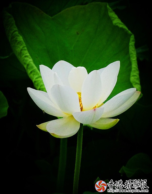 DSC01826_副本600.jpg