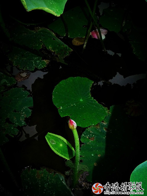 DSC01939_副本_600.jpg