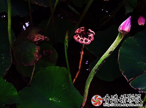 DSC02175_副本_600.jpg