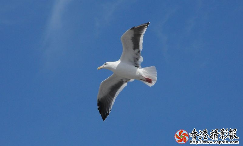 翱翔蓝天