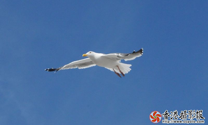 翱翔蓝天