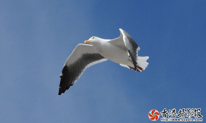 翱翔蓝天