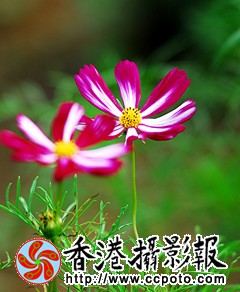 DSC_0007_副本.jpg