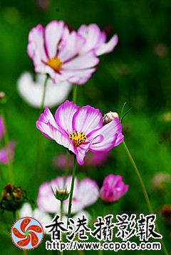DSC_0013_副本.jpg