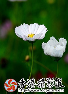 DSC_0044_副本.jpg
