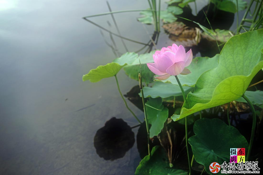 沐浴晨光1..jpg