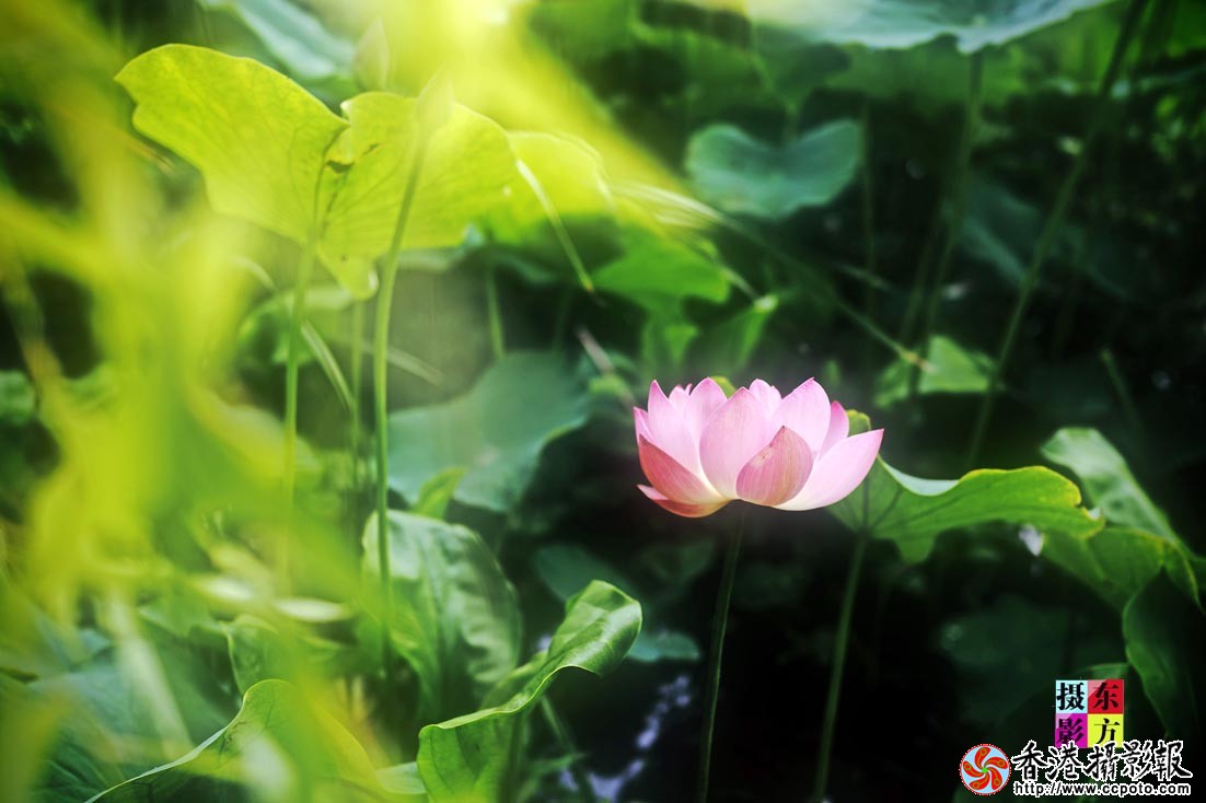 沐浴晨光4..jpg