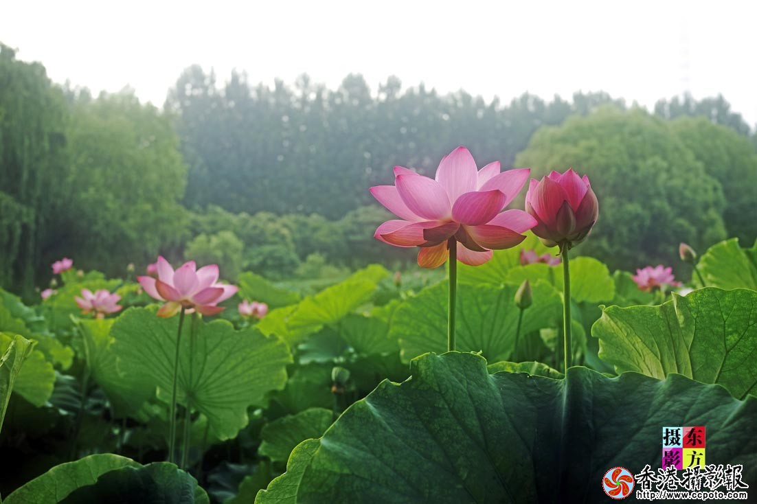 沐浴晨光5..jpg