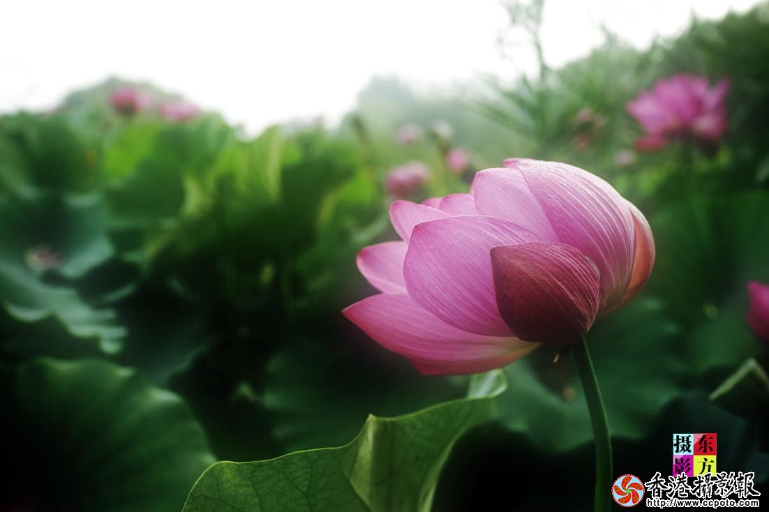 沐浴晨光8..jpg