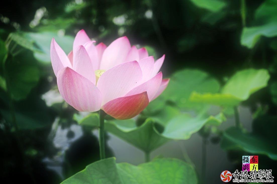 沐浴晨光11..jpg