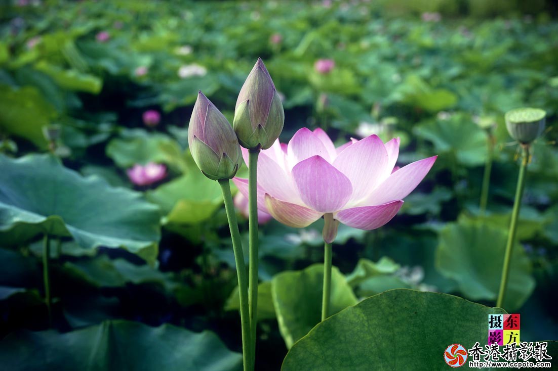 沐浴晨光10..jpg