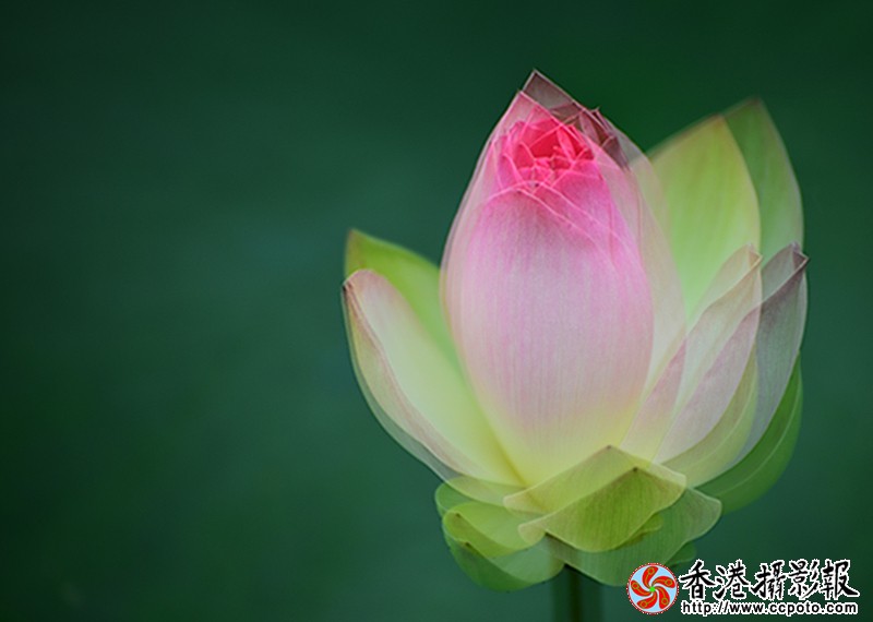 _DSC荷之梦_6837.JPG