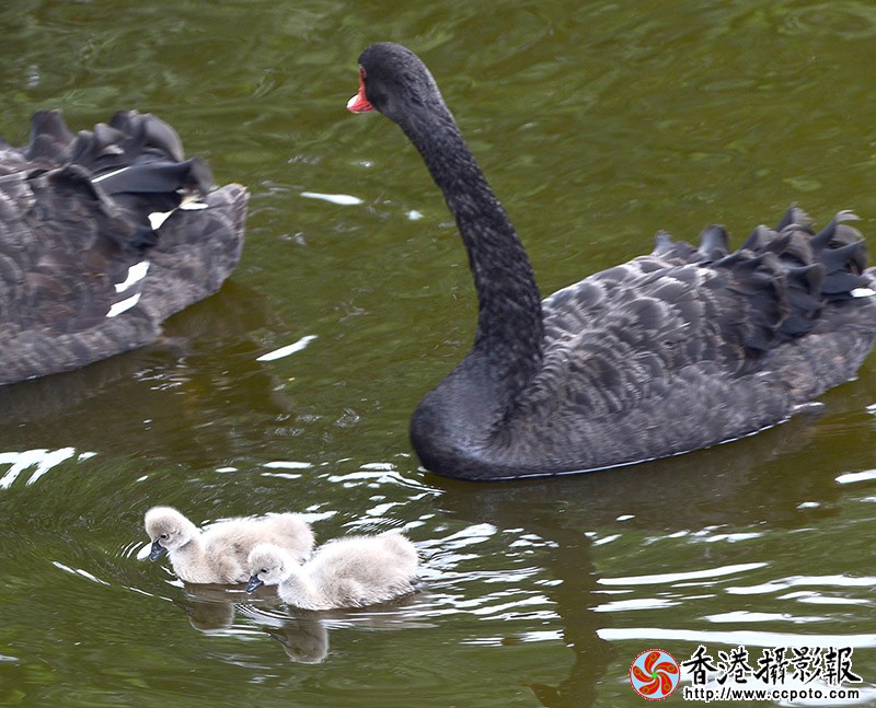 DSC瞧这一家子_6562副本.jpg