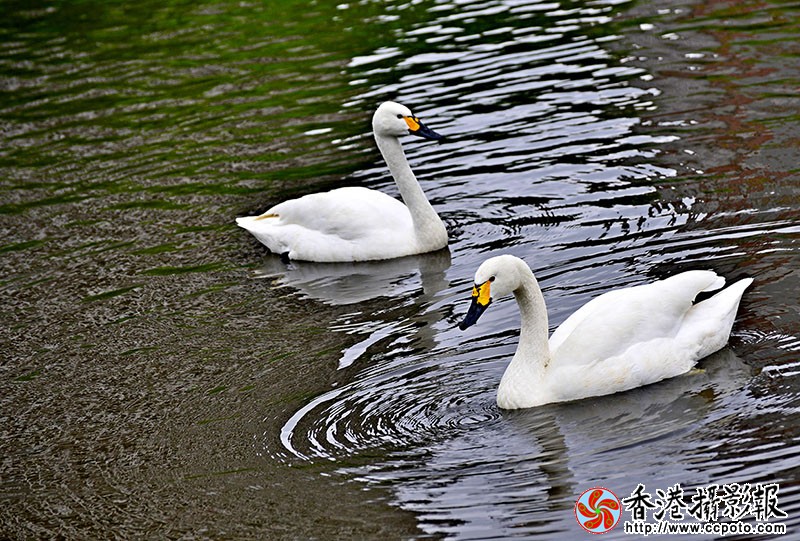 DSC相伴_6650副本.jpg