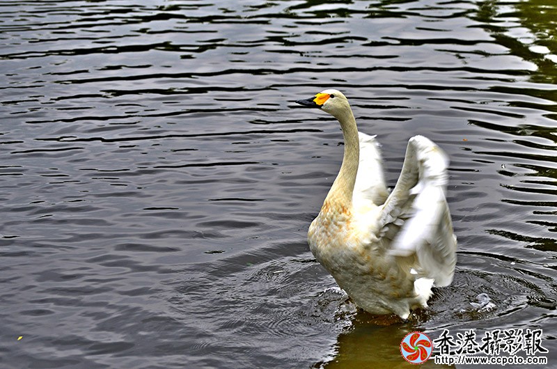 DSC白天鹅亮翅_6663副本.jpg