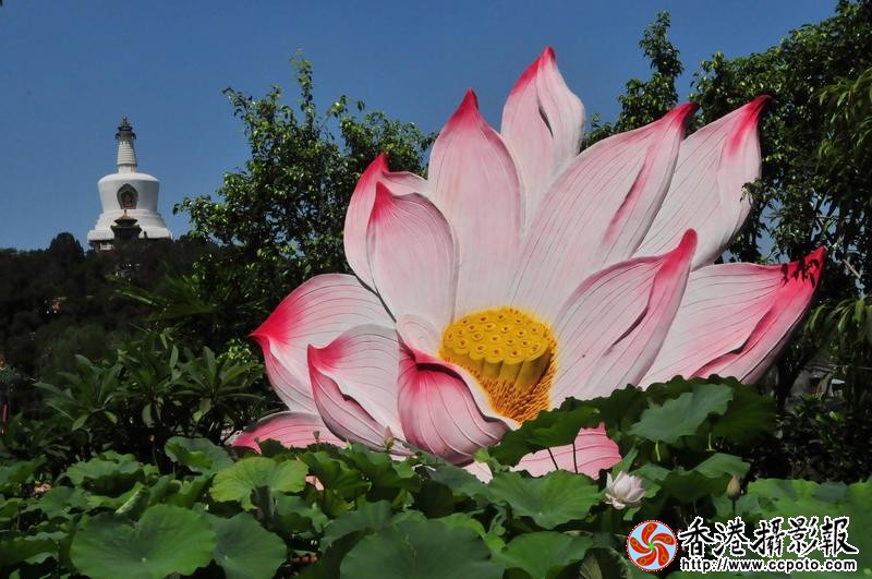 荷花
