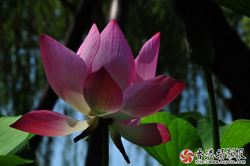 荷花