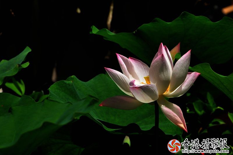 荷花