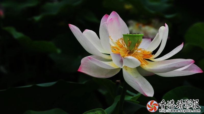 荷花