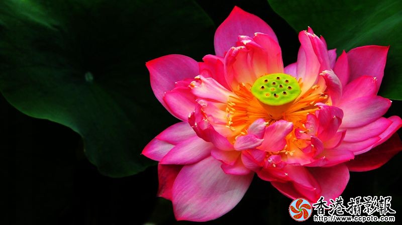 荷花