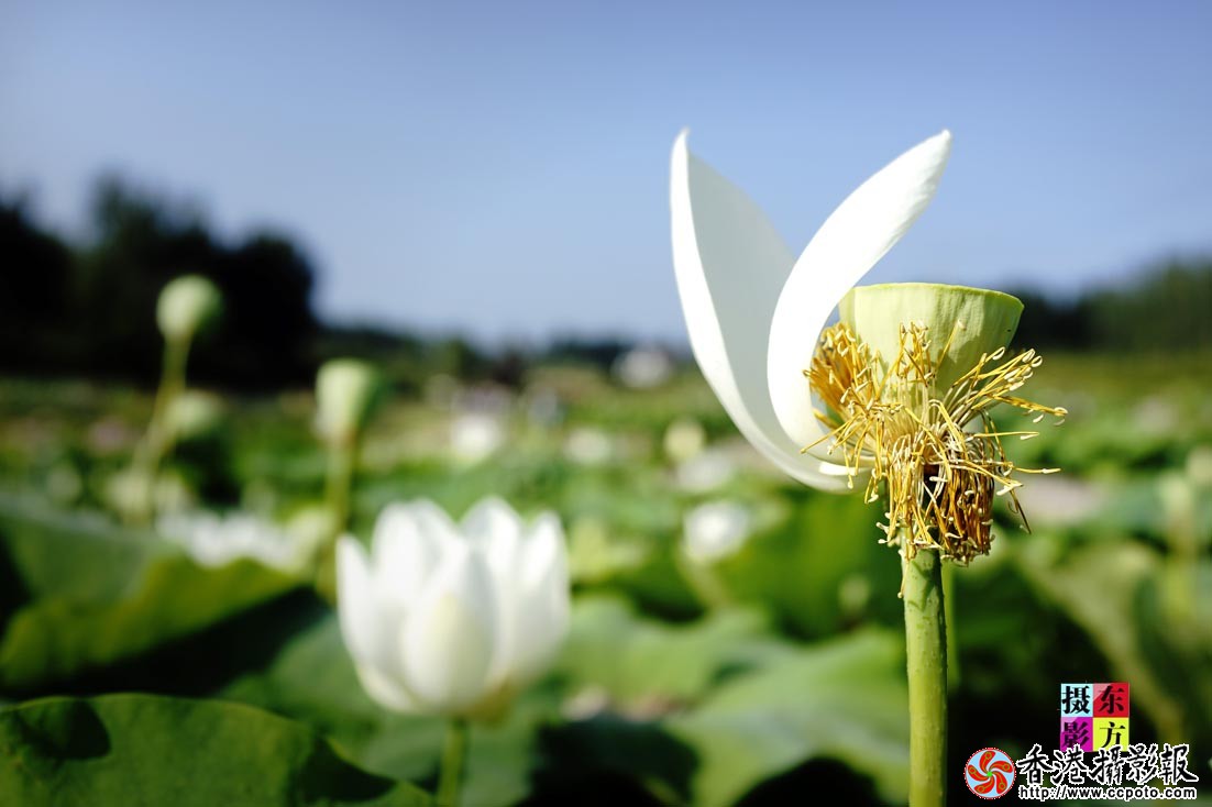 许家崖的大美荷花3..jpg