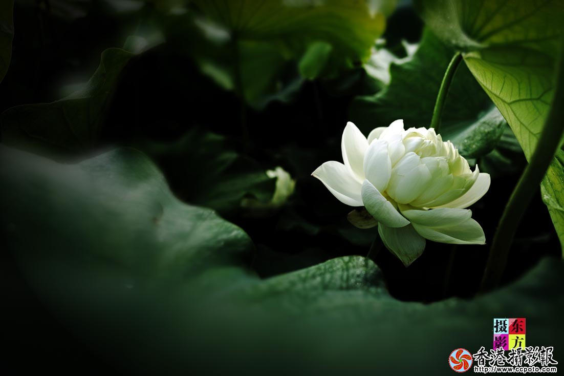 许家崖的大美荷花34..jpg
