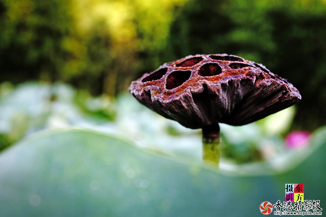 许家崖的大美荷花38..jpg