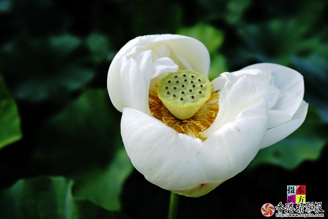 许家崖的大美荷花44..jpg