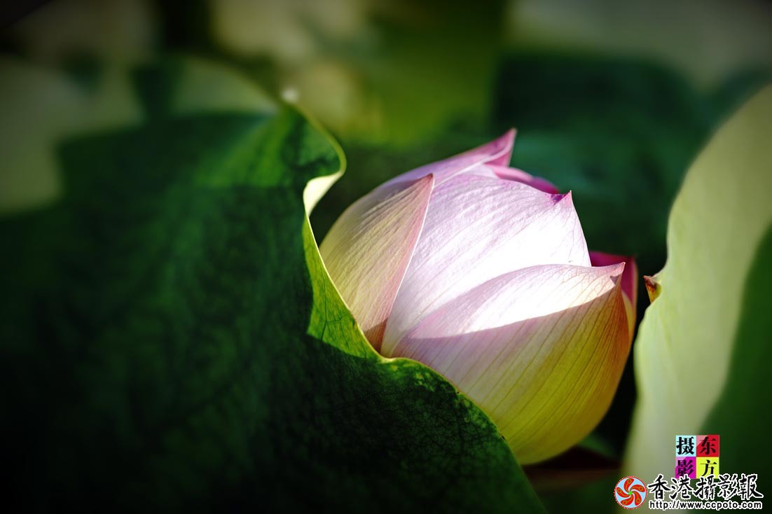 许家崖的大美荷花43..jpg