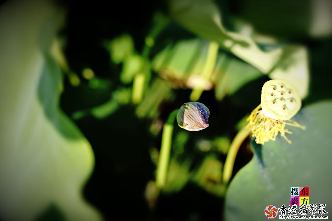 许家崖的大美荷花48..jpg