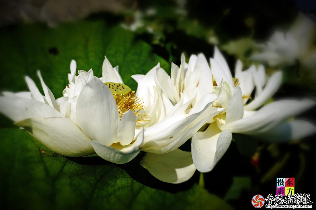 许家崖的大美荷花49..jpg
