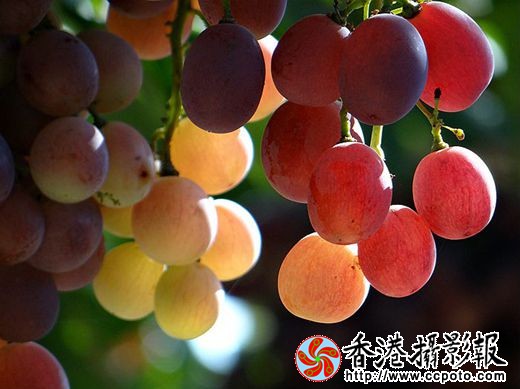 葡萄笑红了脸