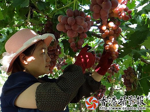 认真去杂