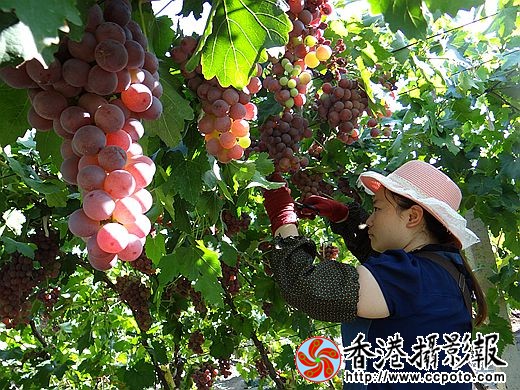 认真去杂