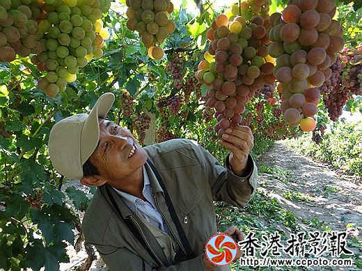 团场的葡萄熟了