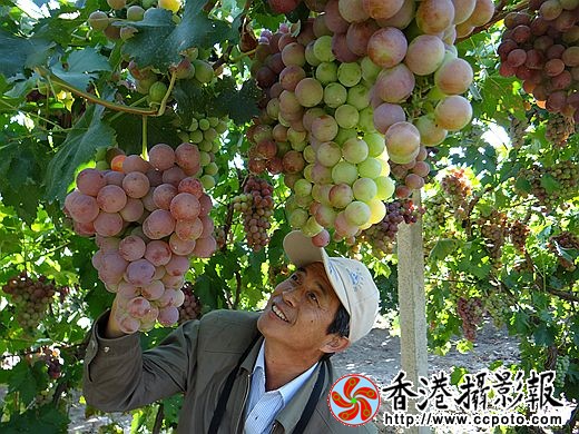 团场的葡萄熟了