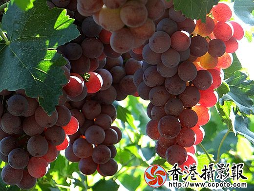 葡萄笑红了脸