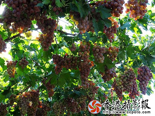 团场的葡萄熟了