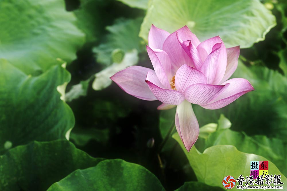 晚荷5..jpg